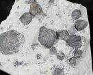 Silurian Brachiopod Fossil Association - Waldron Shale, Indiana #26799-2